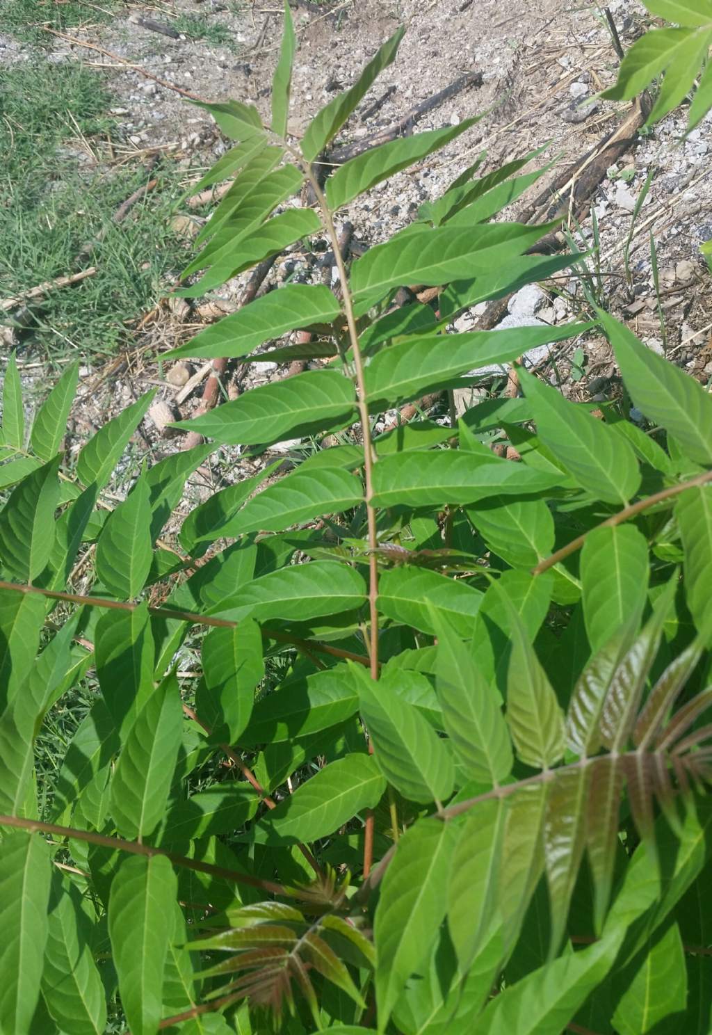 Ailanthus altissima